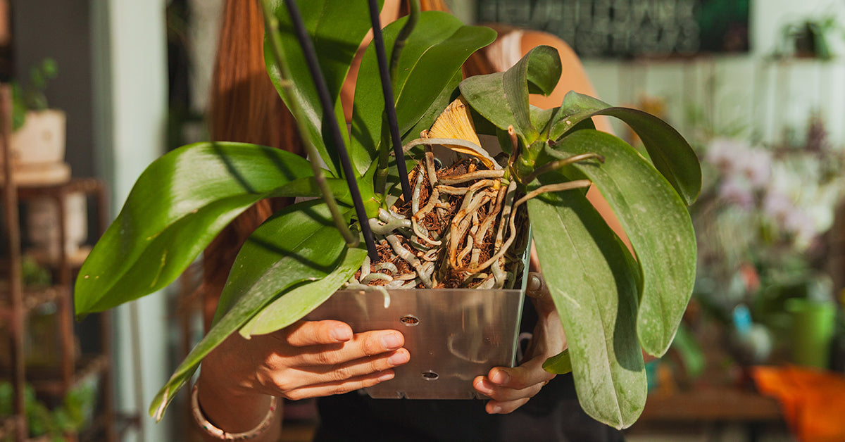 Mi orquídea no florece: lo que nadie te dice antes de rendirte