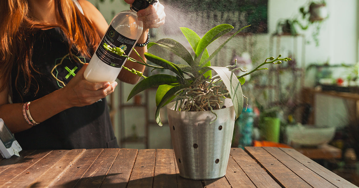Raíces de orquídea en maceta transparente mostrando signos de exceso de humedad
