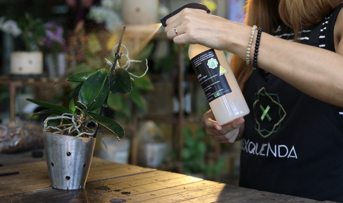 Orquídea en periodo de reposo con raíces sanas y hojas verdes