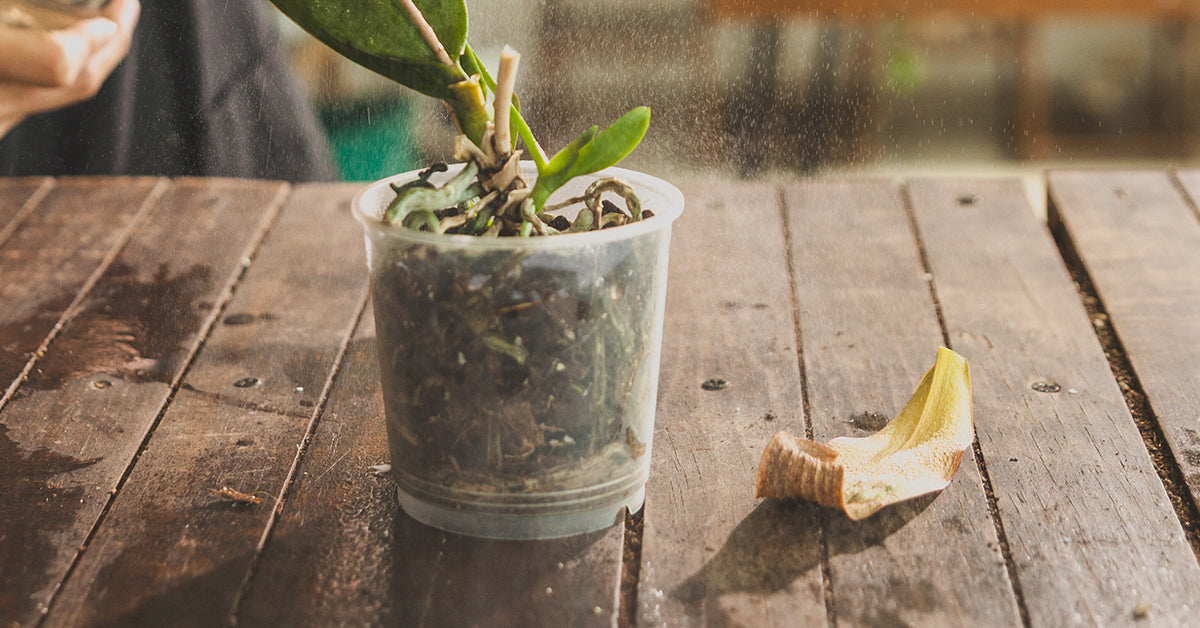 Orquídea sin hojas con raíces vivas en proceso de recuperación