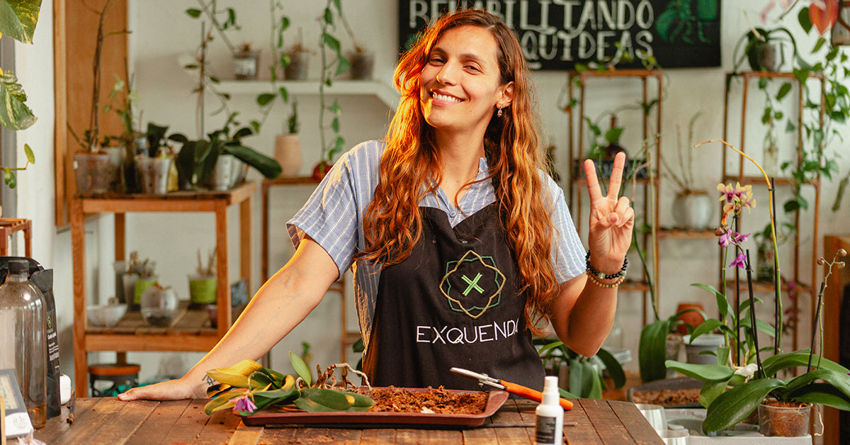 Cuidado de orquídeas en la mesa de trabajo de Exquenda