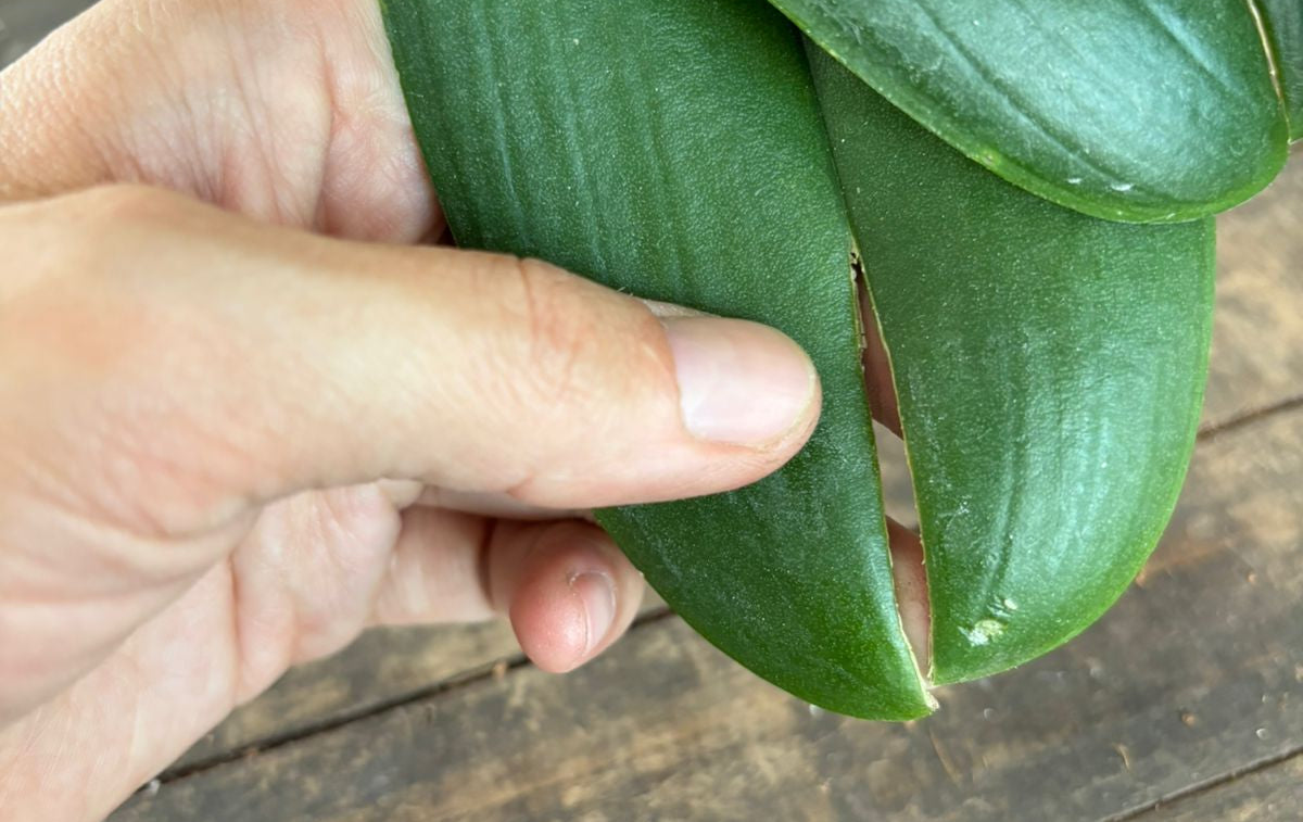 🍃Manchas, puntas negras y hojas carcomidas en tu orquídea: señales de hongos y cómo tratarlos