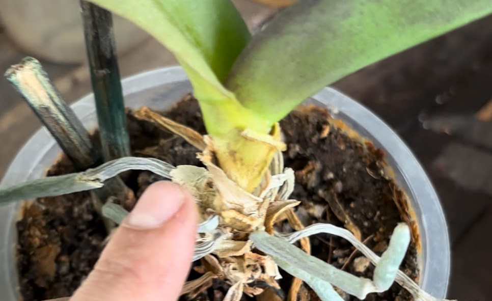 🌿 ¿Por qué se ponen amarillas las hojas de tu orquídea? Causas, soluciones y recuperación