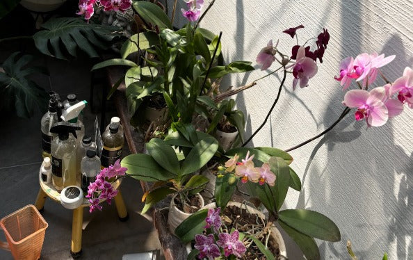 🌿 ¿Es lo mismo el abono que el fertilizante para orquídeas? Descubre sus diferencias y cuándo usar cada uno