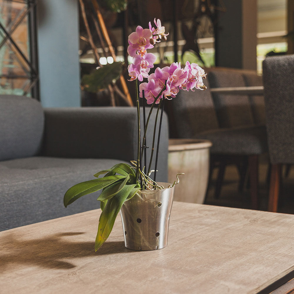 Maceta Alejandría PET