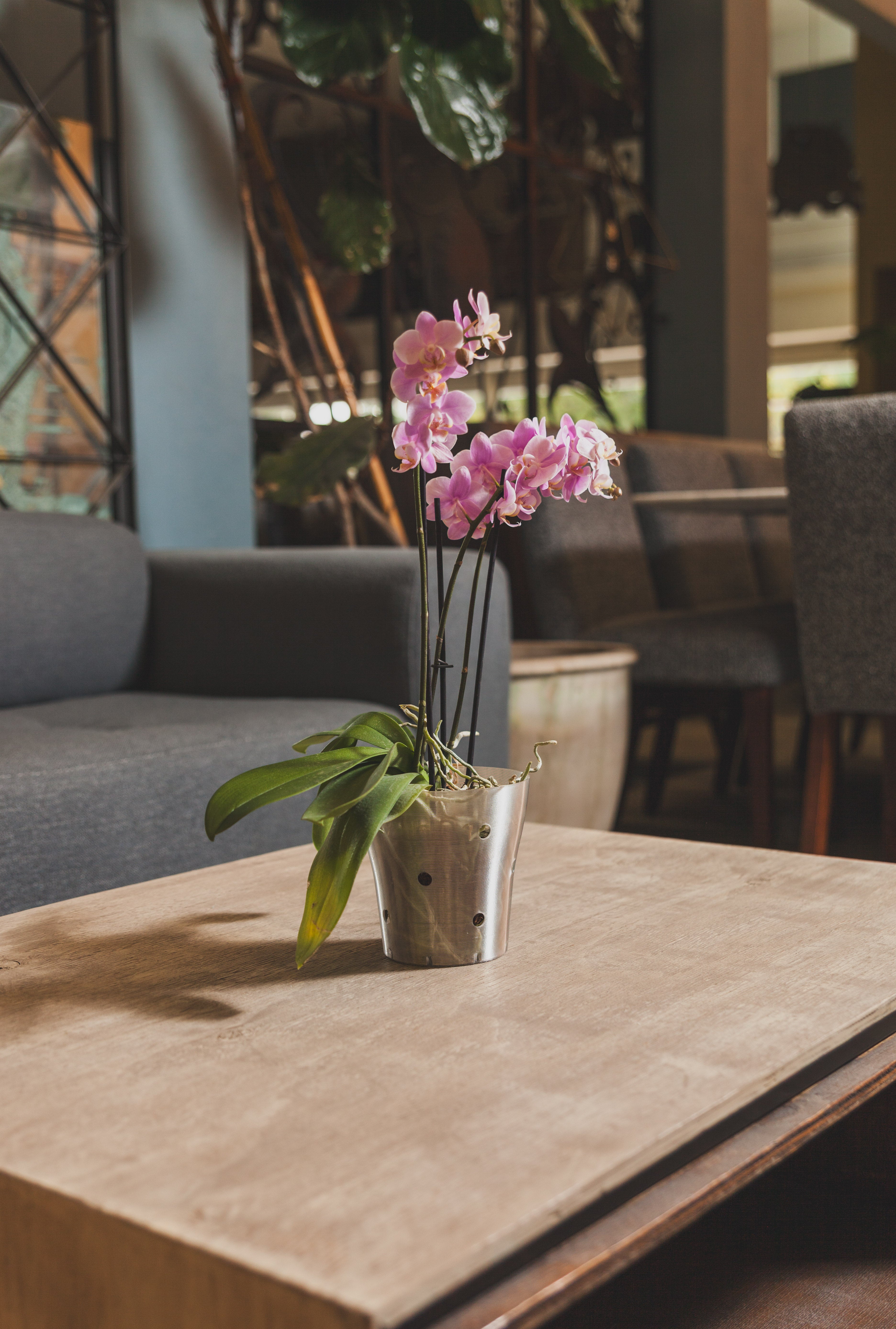 Maceta Alejandría PET