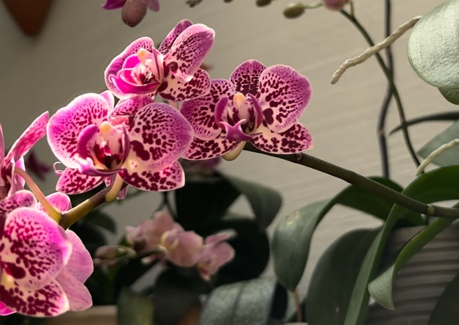 Abono para crecimiento de orquídeas