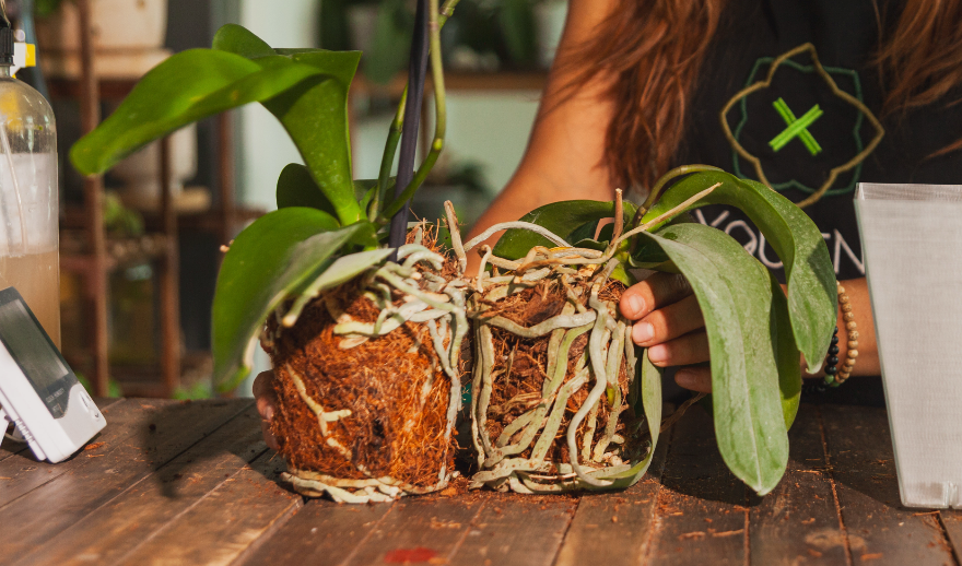 Hojas de orquídea con señales de hongos y manchas oscuras