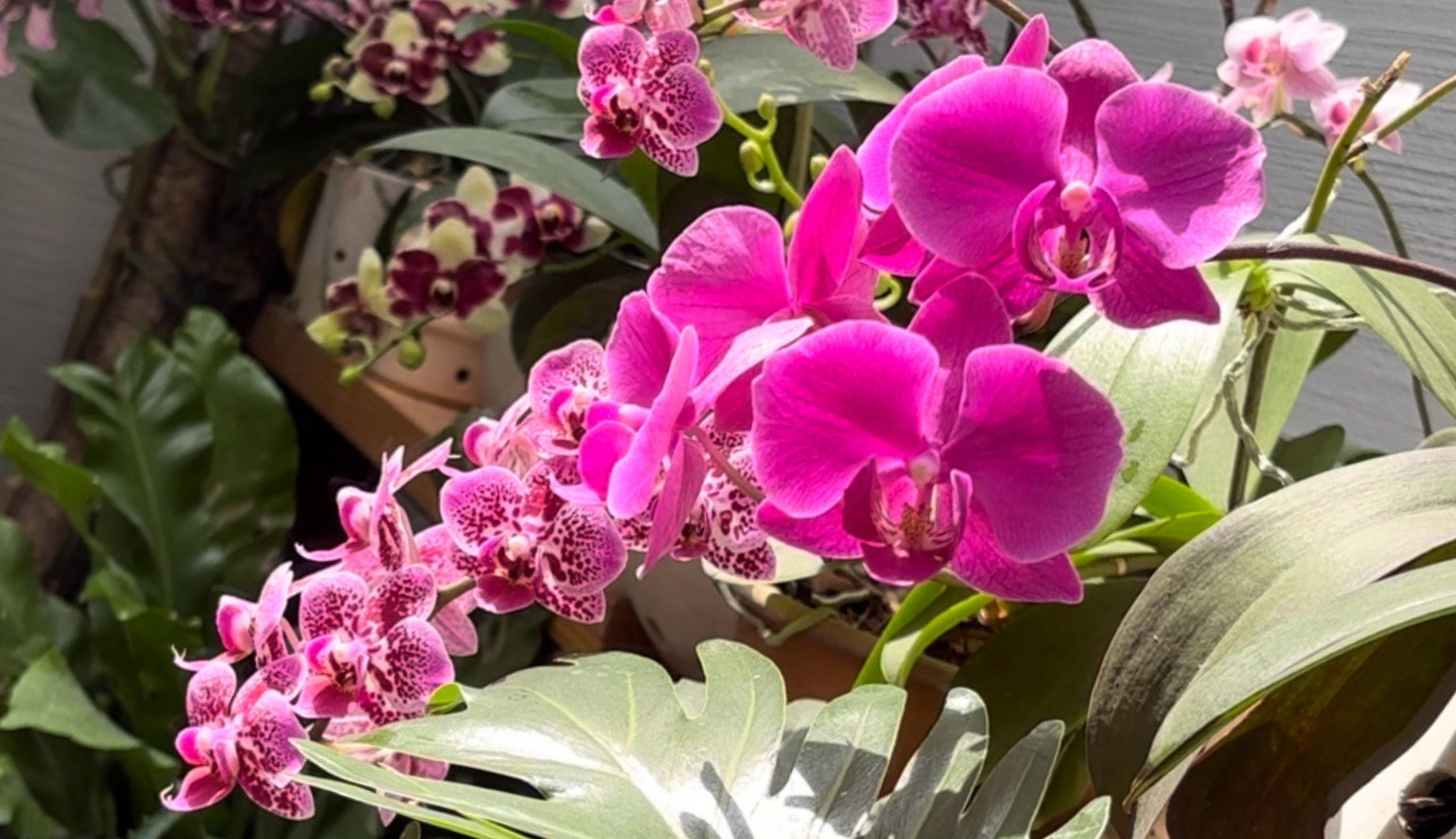 ¿Cuál es el mejor sustrato para orquídeas?