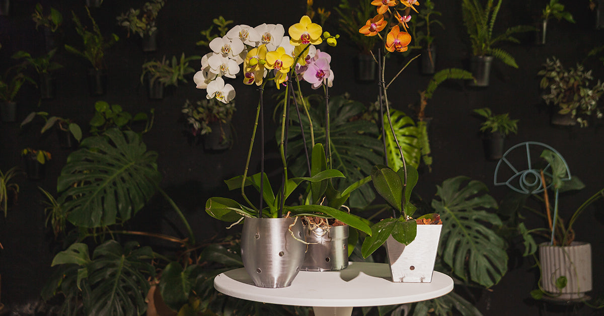 Maceta transparente para orquídeas colección ITALIA Exquenda