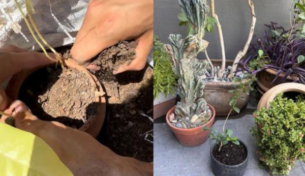 Tipos de sustratos para plantas