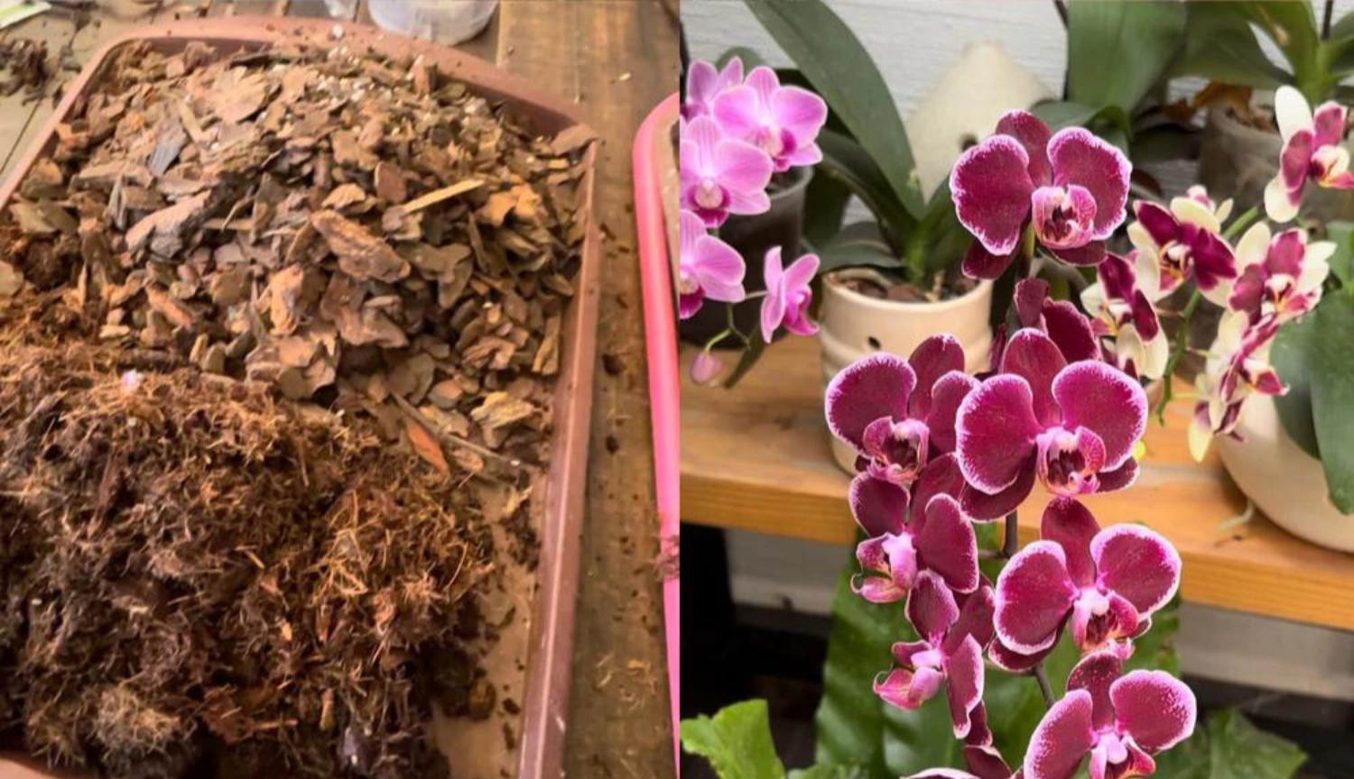 Sustrato para orquideas phalaenopsis
