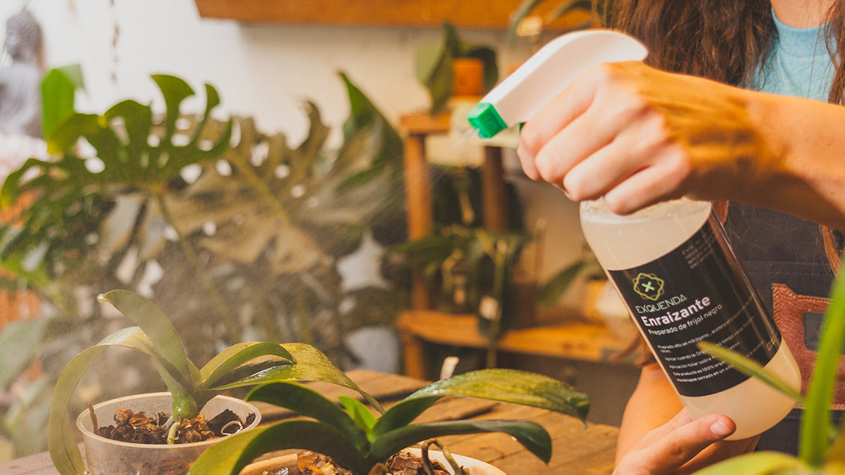 Kit de cuidado para orquídeas y plantas: la forma más completa para darles feliz y larga vida.