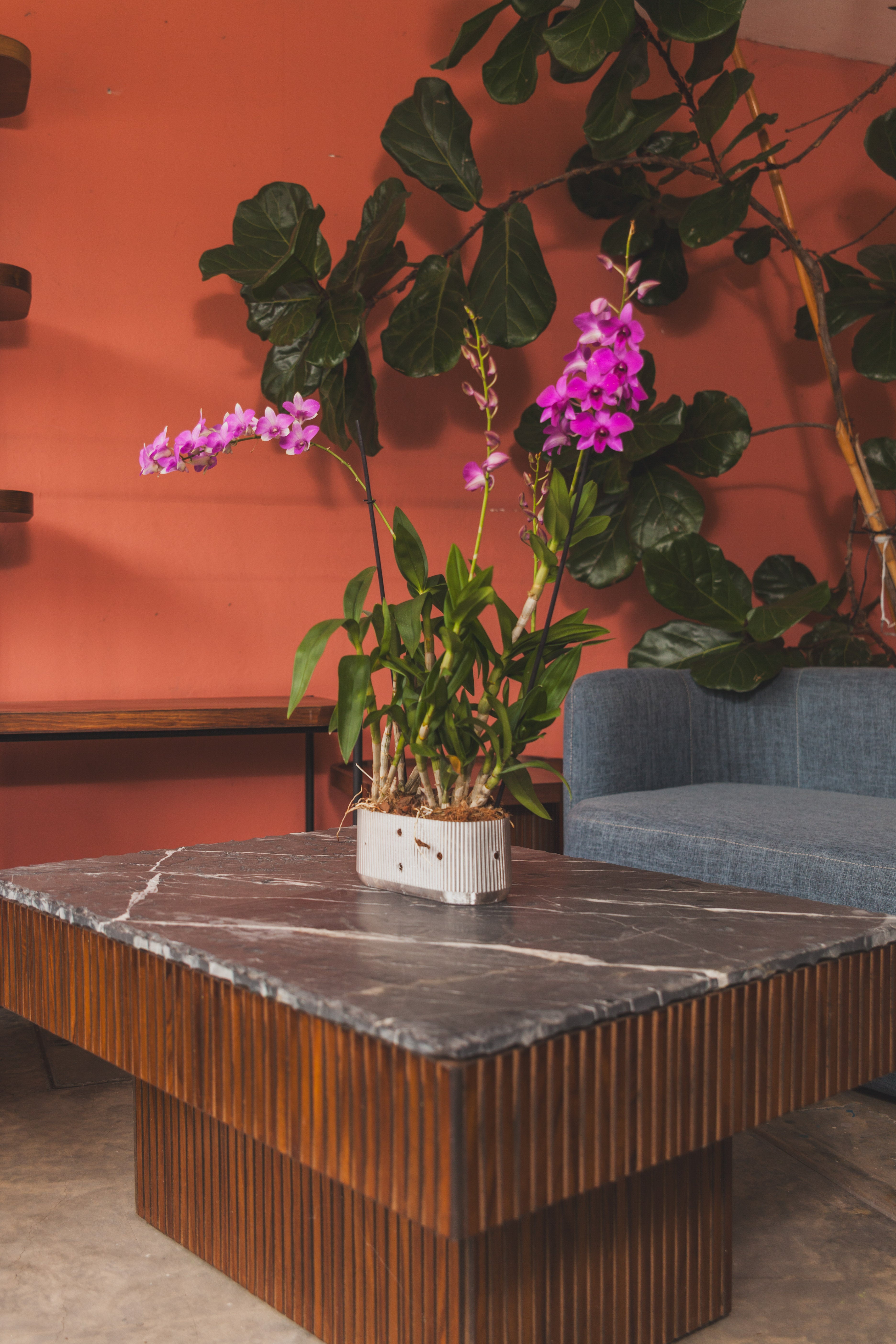 Maceta Babilonia PET