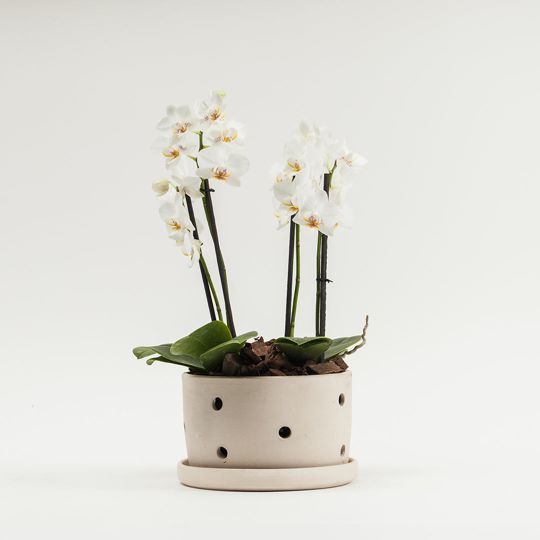 Andromeda White Pot