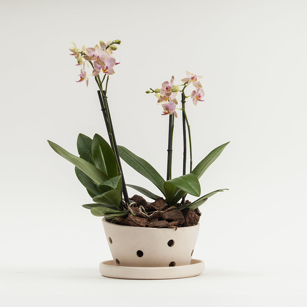 White Milky Way Flower Pot