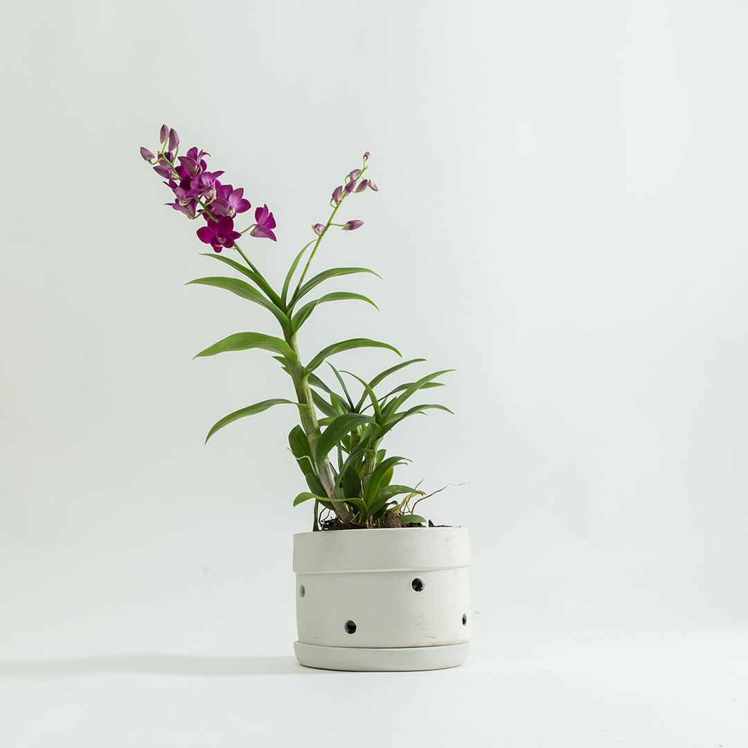 Hiroshima White Flower Pot